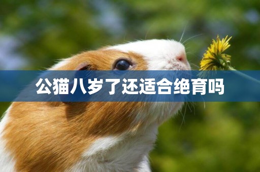 公貓八歲了還適合絕育嗎