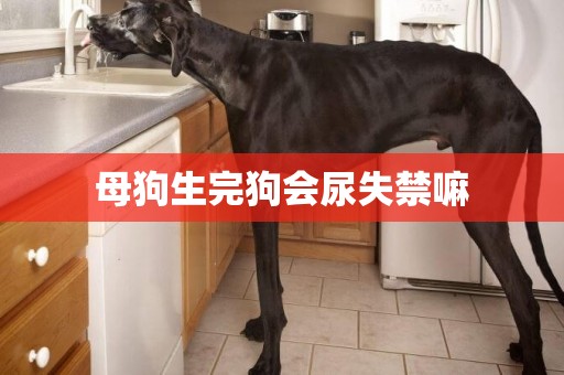 母狗生完狗會尿失禁嘛