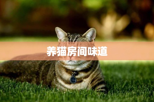 養貓房間味道