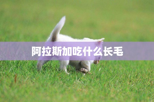 阿拉斯加吃什么長毛
