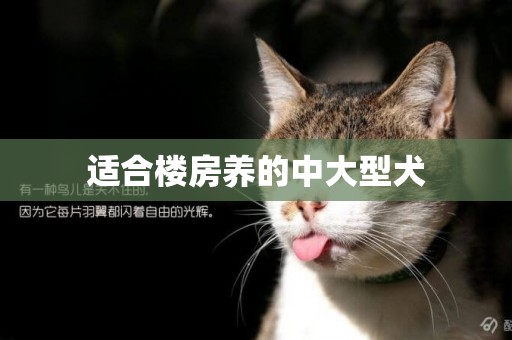 適合樓房養的中大型犬