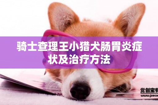 騎士查理王小獵犬腸胃炎癥狀及治療方法