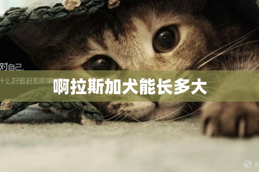 啊拉斯加犬能長多大