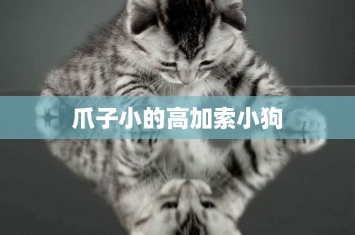 爪子小的高加索小狗