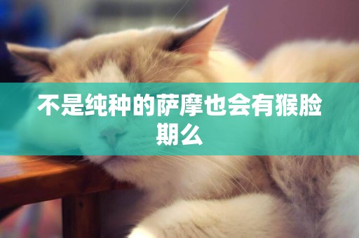 不是純種的薩摩也會有猴臉期么