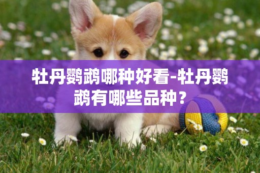 牡丹鸚鵡哪種好看-牡丹鸚鵡有哪些品種？