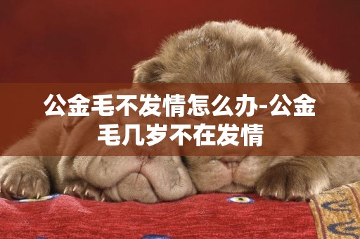 公金毛不發情怎么辦-公金毛幾歲不在發情