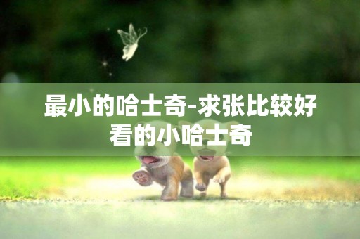 最小的哈士奇-求張比較好看的小哈士奇