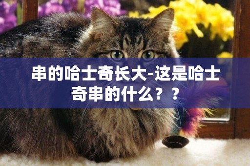 串的哈士奇長大-這是哈士奇串的什么？？