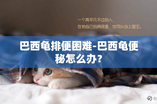 巴西龜排便困難-巴西龜便秘怎么辦？