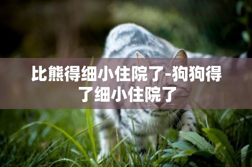 比熊得細小住院了-狗狗得了細小住院了