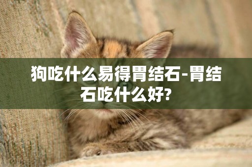 狗吃什么易得胃結石-胃結石吃什么好?