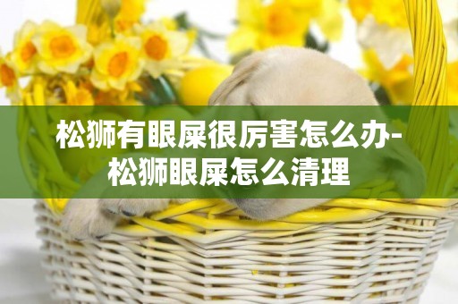 松獅有眼屎很厲害怎么辦-松獅眼屎怎么清理