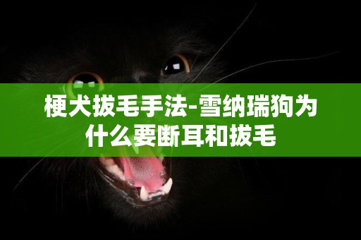 梗犬拔毛手法-雪納瑞狗為什么要斷耳和拔毛