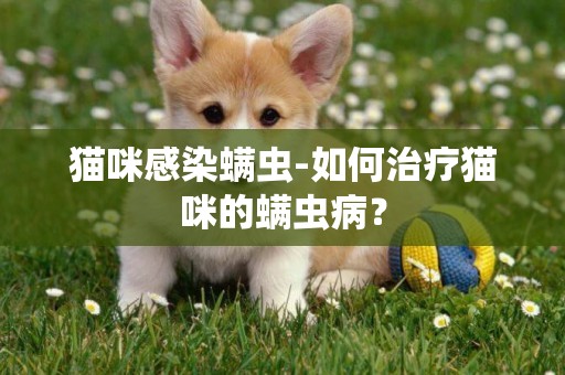 貓咪感染螨蟲-如何治療貓咪的螨蟲病？