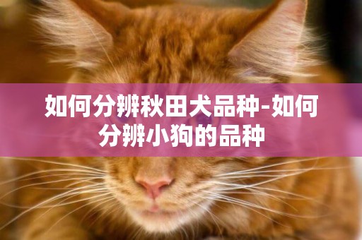 如何分辨秋田犬品種-如何分辨小狗的品種