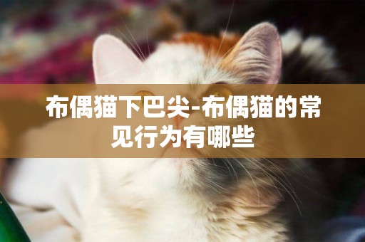 布偶貓下巴尖-布偶貓的常見行為有哪些