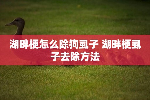 湖畔梗怎么除狗虱子 湖畔梗虱子去除方法