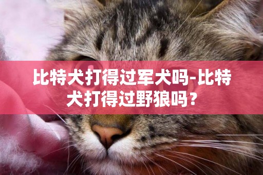 比特犬打得過軍犬嗎-比特犬打得過野狼嗎？