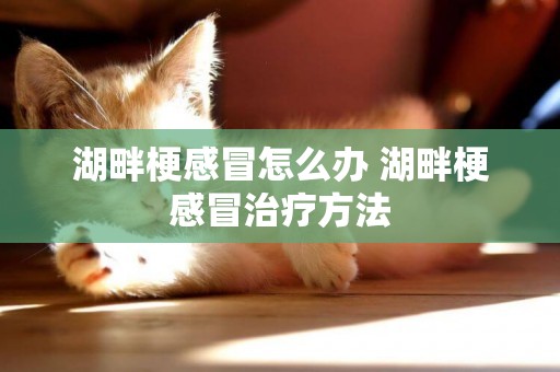 湖畔梗感冒怎么辦 湖畔梗感冒治療方法