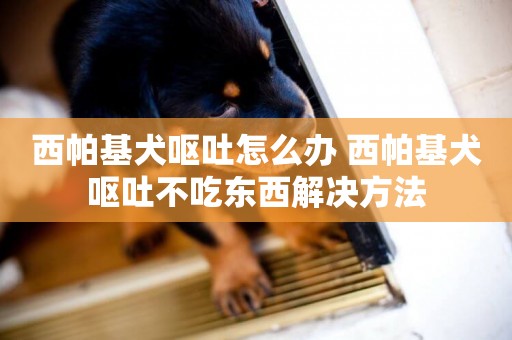 西帕基犬嘔吐怎么辦 西帕基犬嘔吐不吃東西解決方法