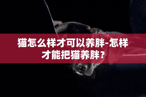 貓怎么樣才可以養胖-怎樣才能把貓養胖？