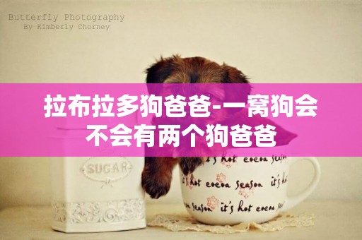 拉布拉多狗爸爸-一窩狗會不會有兩個狗爸爸
