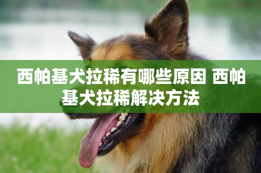 西帕基犬拉稀有哪些原因 西帕基犬拉稀解決方法