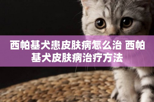 西帕基犬患皮膚病怎么治 西帕基犬皮膚病治療方法