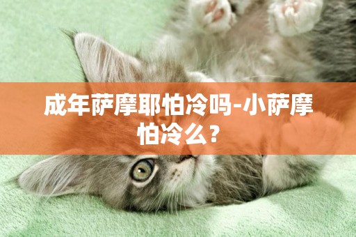 成年薩摩耶怕冷嗎-小薩摩怕冷么？