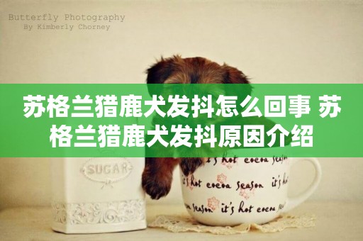 蘇格蘭獵鹿犬發抖怎么回事 蘇格蘭獵鹿犬發抖原因介紹