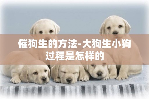 催狗生的方法-大狗生小狗過程是怎樣的