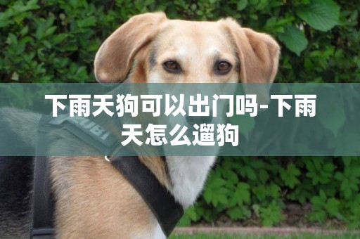 下雨天狗可以出門嗎-下雨天怎么遛狗