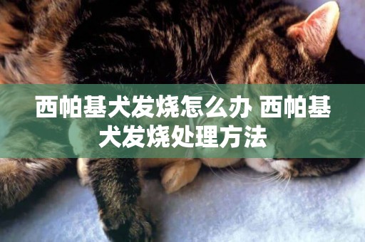西帕基犬發燒怎么辦 西帕基犬發燒處理方法