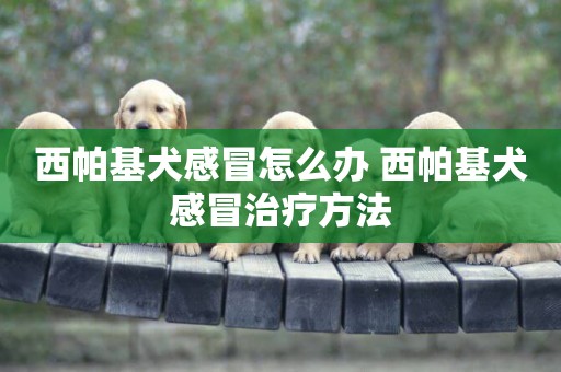西帕基犬感冒怎么辦 西帕基犬感冒治療方法