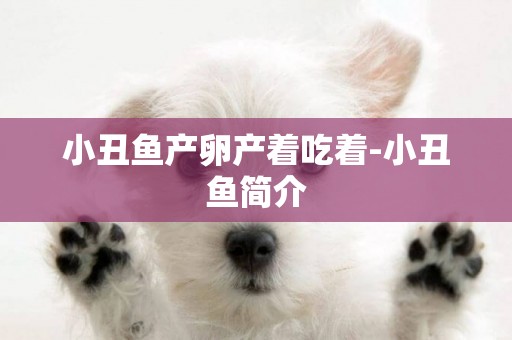 小丑魚產卵產著吃著-小丑魚簡介