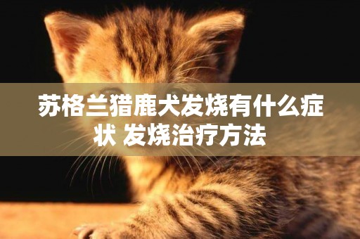 蘇格蘭獵鹿犬發燒有什么癥狀 發燒治療方法