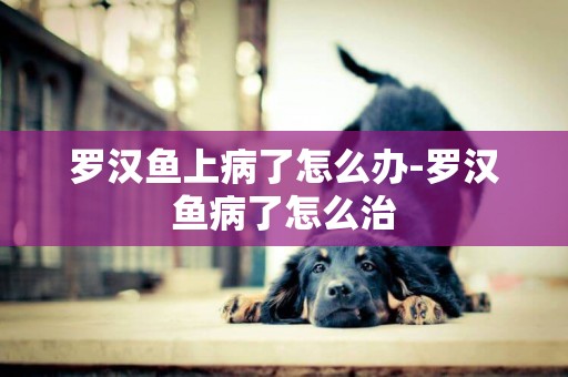 羅漢魚上病了怎么辦-羅漢魚病了怎么治