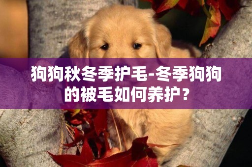 狗狗秋冬季護毛-冬季狗狗的被毛如何養護？