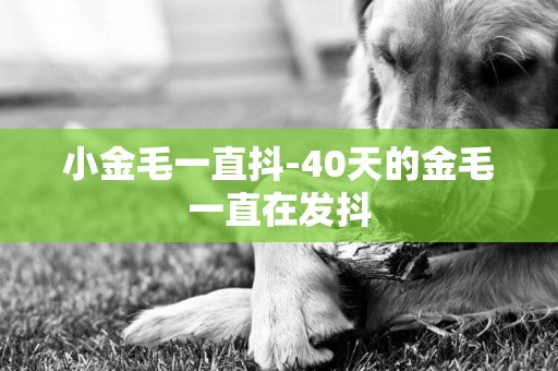 小金毛一直抖-40天的金毛一直在發抖
