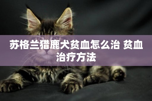蘇格蘭獵鹿犬貧血怎么治 貧血治療方法