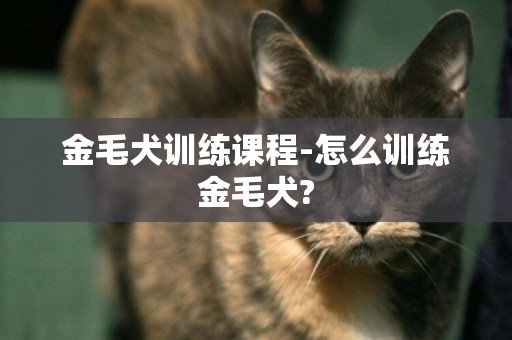 金毛犬訓練課程-怎么訓練金毛犬?