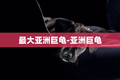 最大亞洲巨龜-亞洲巨龜