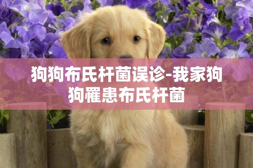 狗狗布氏桿菌誤診-我家狗狗罹患布氏桿菌