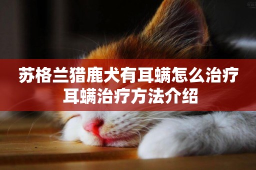 蘇格蘭獵鹿犬有耳螨怎么治療 耳螨治療方法介紹