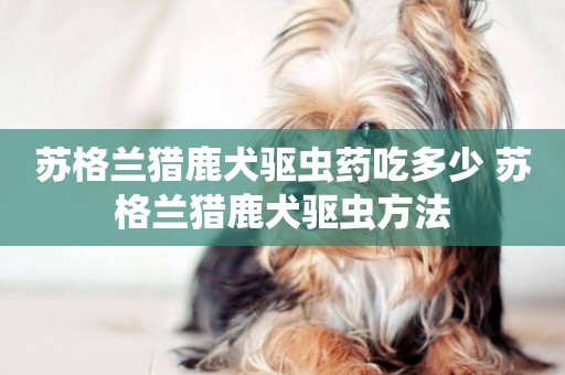 蘇格蘭獵鹿犬驅蟲藥吃多少 蘇格蘭獵鹿犬驅蟲方法