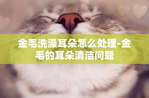 金毛洗澡耳朵怎么處理-金毛的耳朵清潔問題