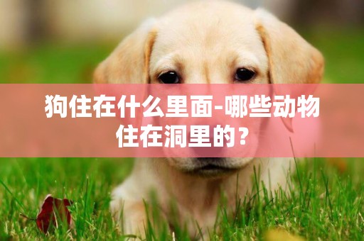 狗住在什么里面-哪些動物住在洞里的？
