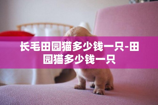 長毛田園貓多少錢一只-田園貓多少錢一只