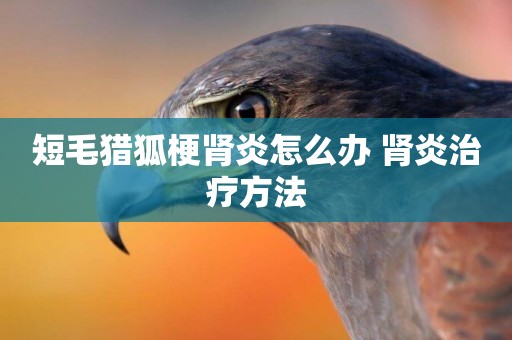 短毛獵狐梗腎炎怎么辦 腎炎治療方法